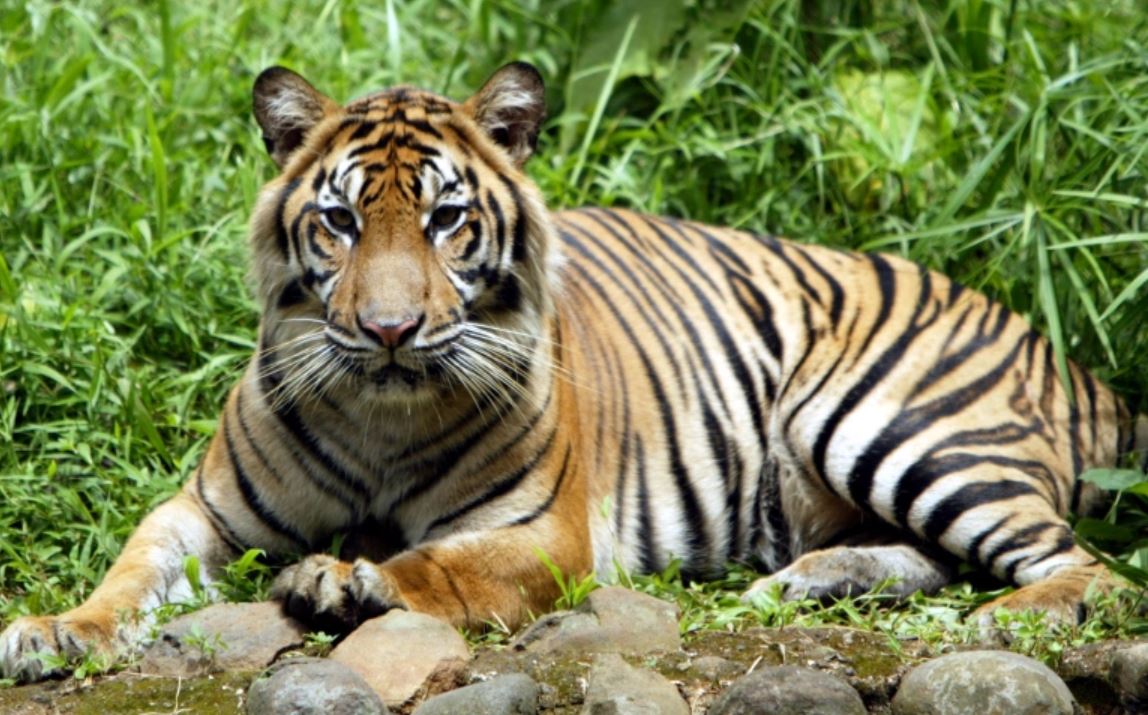 เสือโคร่งสุมาตรา ที่ใกล้สูญพันธุ์ติดโควิด - worldnews.com