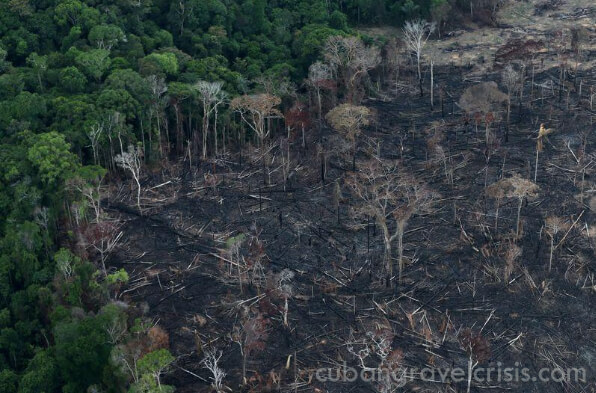 การตัดไม้ ทำลายป่าในบราซิลเพิ่มมากขึ้น