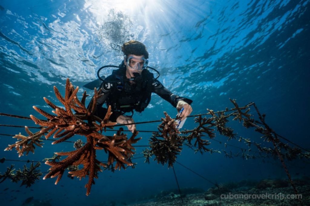 Indonesia leads ในการฟื้นฟูแนวปะการัง หมู่เกาะเพนิดา ด้วยการตัดไม้ทำลายป่าในวงกว้าง เมืองและแม่น้ำที่มีมลพิษมากที่สุดในโลก และไฟป่าที่กว้าง