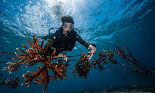 Indonesia leads ในการฟื้นฟูแนวปะการัง