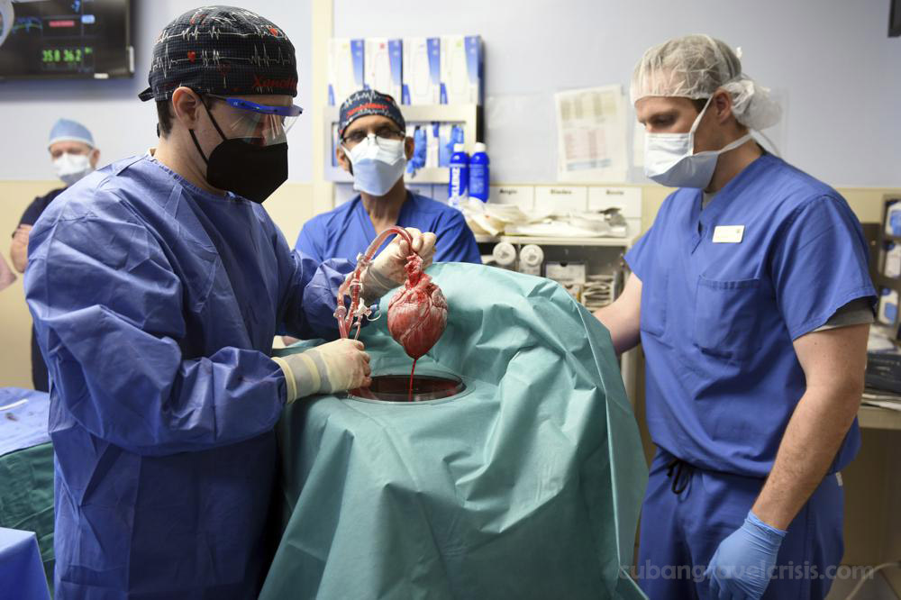 US surgeon ได้ทำการปลูกถ่ายหัวใจหมูให้ผู้ป่วยที่เป็นมนุษย์ ในขั้นแรกทางการแพทย์ แพทย์ได้ทำการปลูกถ่ายหัวใจหมูให้กับผู้ป่วยในความพยายามครั้ง