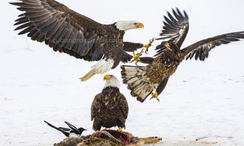 Eagles ของสหรัฐฯได้รับพิษจากสารตะกั่ว