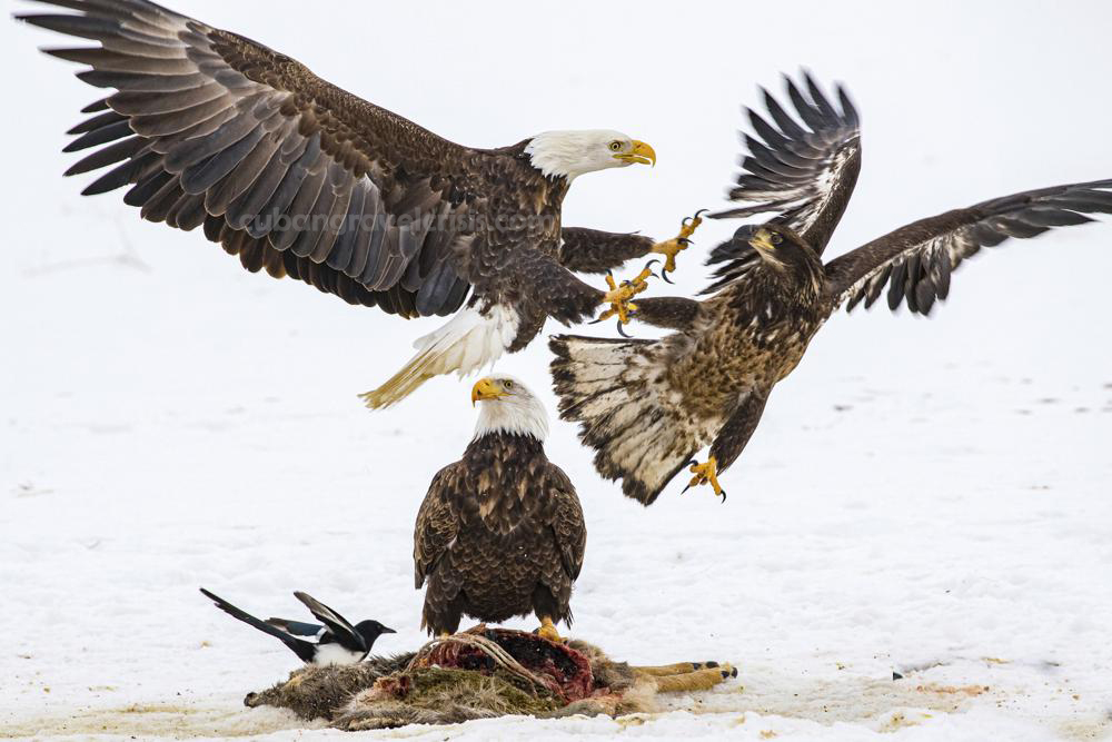 Eagles ของสหรัฐฯได้รับพิษจากสารตะกั่ว นกประจำชาติของอเมริกามีปัญหามากกว่าที่เชื่อกันก่อนหน้านี้ โดยเกือบครึ่งหนึ่งของนกอินทรี