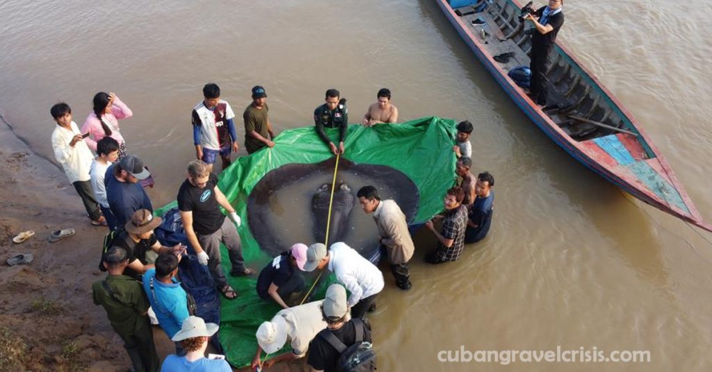 Cambodian จับปลาน้ำจืดที่ใหญ่ที่สุดในโลก ปลาน้ำจืดที่มีการบันทึกที่ใหญ่ที่สุดในโลก คือ ปลากระเบนยักษ์ ถูกจับได้ในแม่น้ำโขงในกัมพูชา