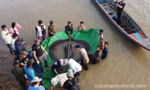Cambodian จับปลาน้ำจืดที่ใหญ่ที่สุดในโลก