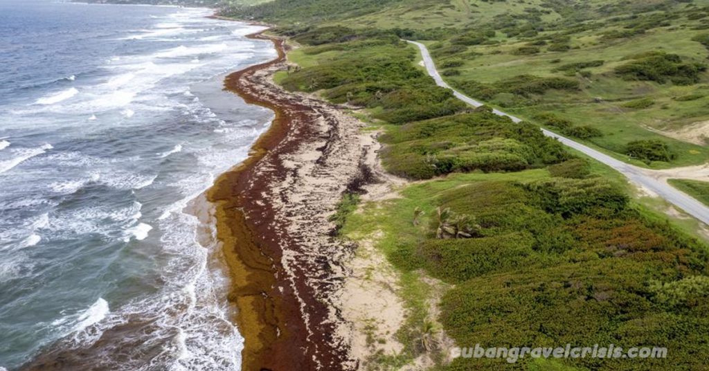 Seaweed กำลังท่วมชายฝั่งทะเลแคริบเบียน ตั้งแต่เปอร์โตริโกไปจนถึงบาร์เบโดส คร่าชีวิตปลาและสัตว์ป่าอื่นๆ การท่องเที่ยวสำลัก และปล่อยก๊าซพิษ