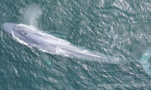วาฬสีน้ำเงิน ใกล้สูญพันธุ์และลึกลับ