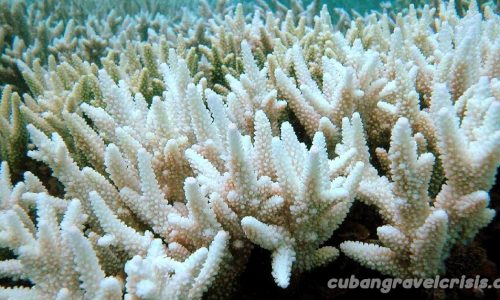 ภาวะโลกร้อนคร่าชีวิต ปะการังไป 14 เปอร์เซ็นต์