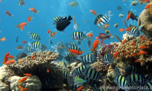 มหาสมุทรที่ร้อนขึ้น กำลังเปลี่ยนประชากรปลาในแนวปะการัง