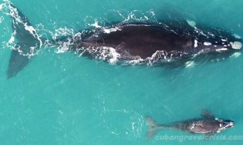 วาฬในมหาสมุทรใต้ บางลงเรื่อยๆ เนื่องจากภาวะโลกร้อน
