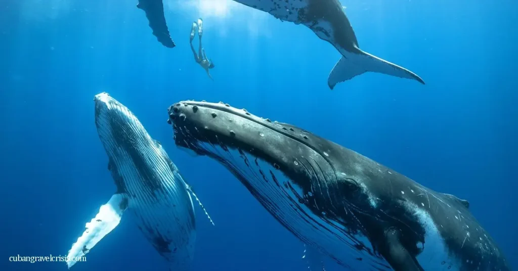 นักวิทยาศาสตร์ค้นพบ ความลึกลับของเสียงวาฬ เสียงของวาฬที่น่าขนลุก น่าหลงใหล และบางครั้งก็ทำให้ตกใจเป็นหนึ่งในเสียงลึกลับที่สุดที่เคยได้