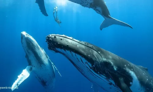 นักวิทยาศาสตร์ค้นพบ ความลึกลับของเสียงวาฬ