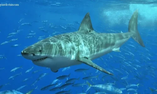 ฉลามโจมตีนักท่องเที่ยว ในทะเลแคริบเบียนบาดเจ็บสาหัส